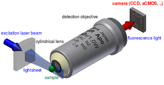 Digital light sheet microscopy can provide time resolved 3D images of biological processes, critical for progress in neuroscience research. In addition to lasers and optics, it relies on several advanced precision positioning technologies. (Image: Wikipedia)